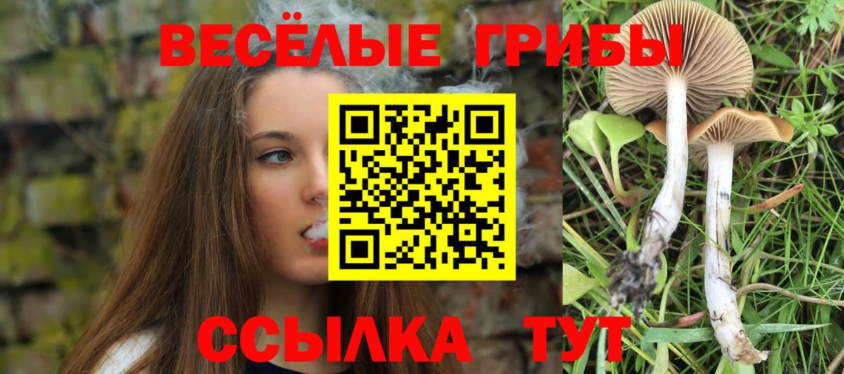 Галлюциногенные грибы Psilocybine cubensis Армавир
